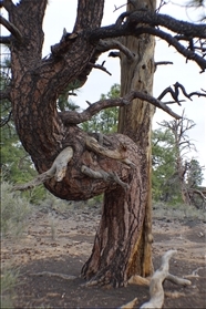 Sunset Crater